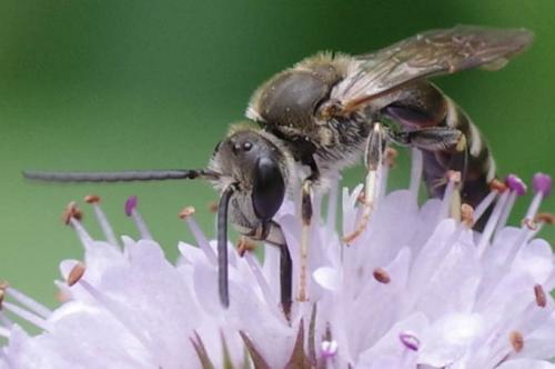 Réf. 269 624 : Lasioglossum sp.
